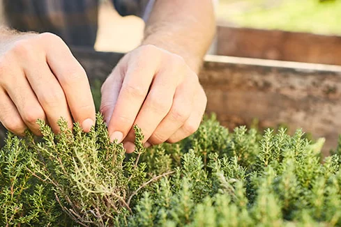 Hände pflegen Thymianpflanzen